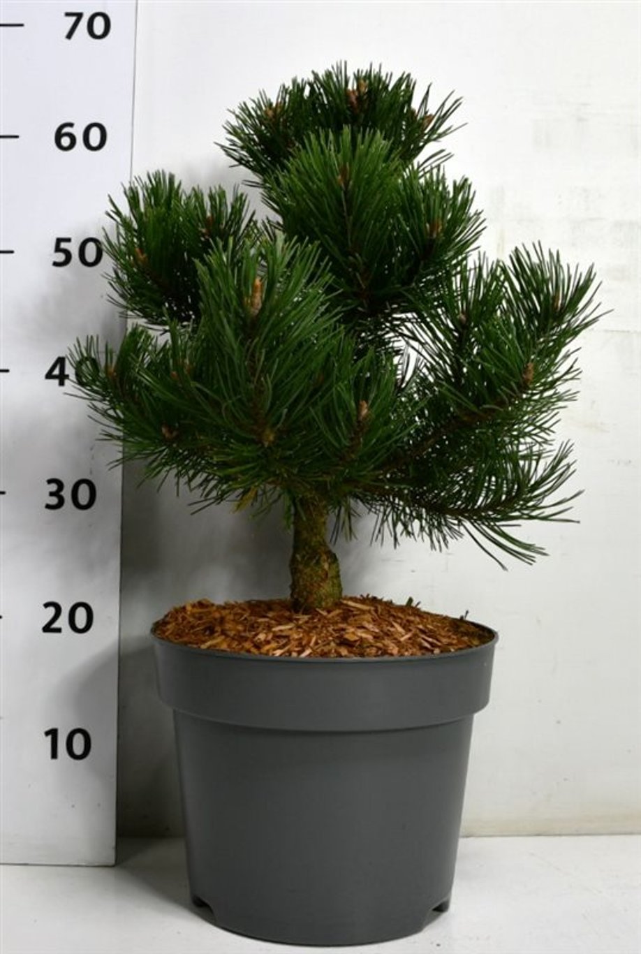 Pinus mugo 'Humpy' - C5 30-40 CM